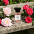 Rose de Chine